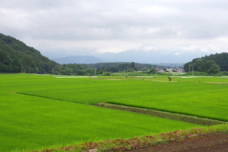 農水省が令和9年度から水田政策を見直し！新たな支援の方向性とは？